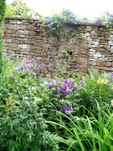 STONE WALL-dry stone dyke w purple + flr 2