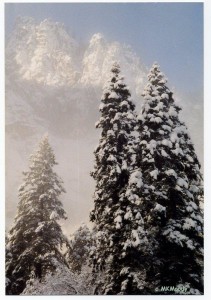 CLOUDS + Yosemite woods - winter crop cprt