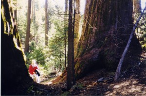 Ed + redwoods COPY