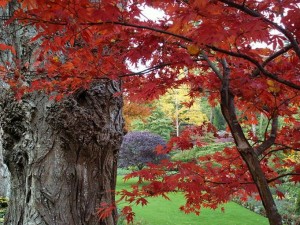 fall-leaves-red-prob-maple