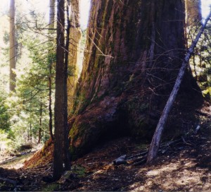 MOONBOW - tree-massive