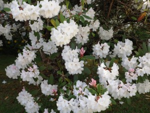 SCOTs AZALEA or rhod - MOONBOW