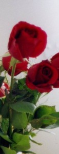 BK REV - JACQUES - Red Roses 407 crop copy