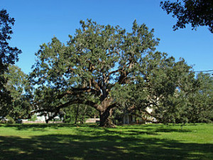 330px-Oak_at_the_Protestant_Children's_Home_Sept_2012