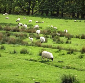 SHEEP - black face flock cr COPY